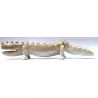 71805 Crocodile pierre à savon 25 cm